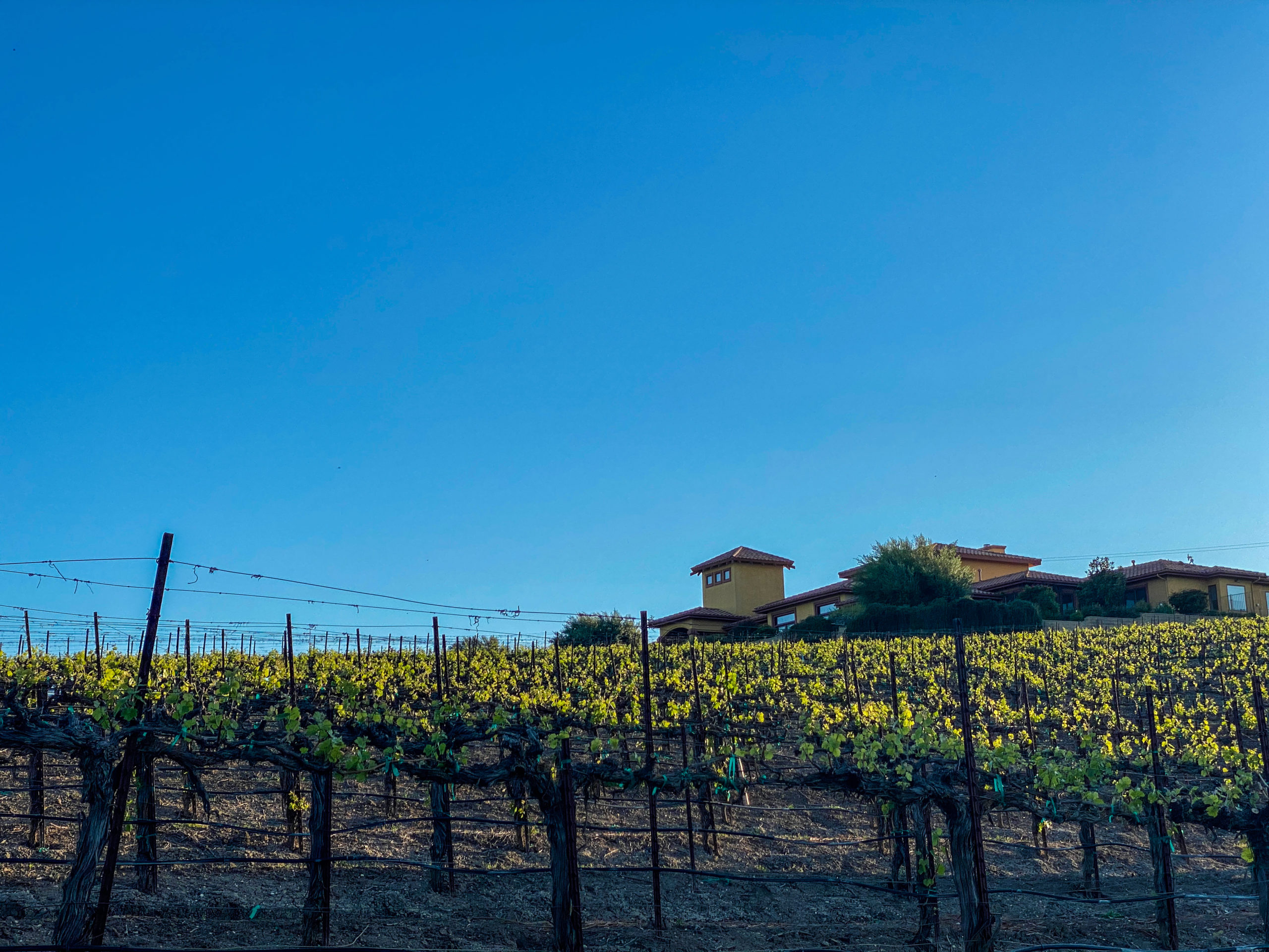 View of the vineyard to the house