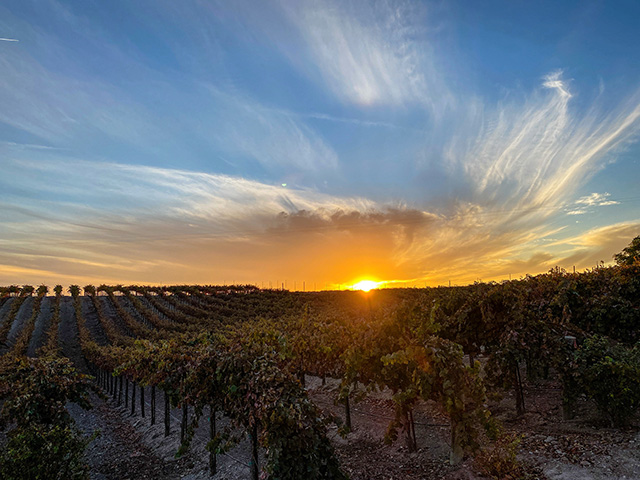 2000 - The property that became Gelfand Vineyards is purchased and planted with two acres each of Cabernet Sauvignon, Petite Sirah, Syrah and Zinfandel.
